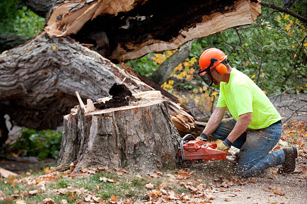 Best Residential Tree Removal  in Hertford, NC